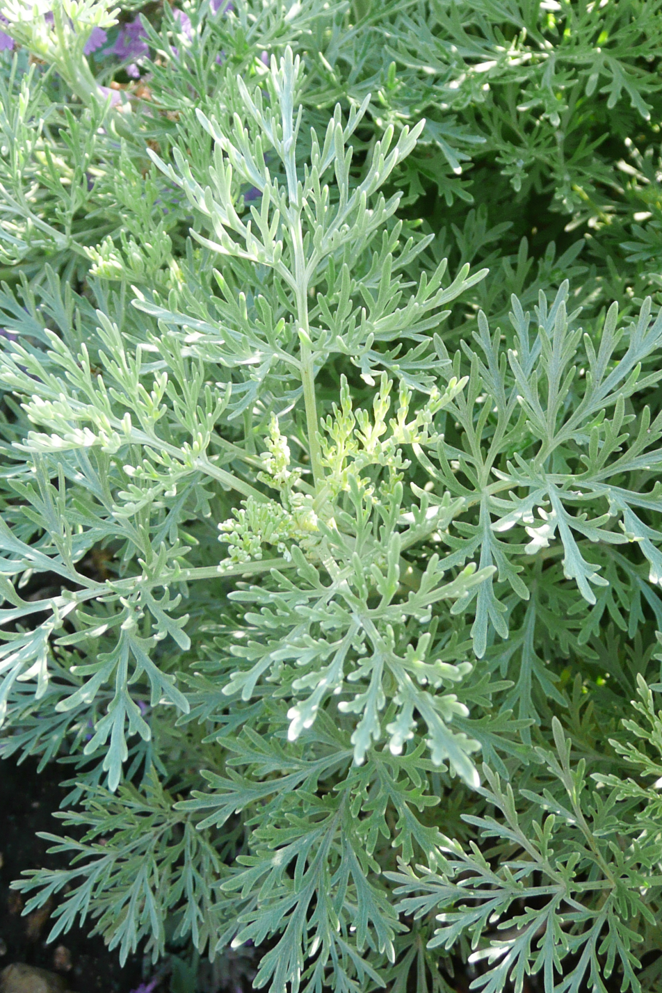 Powis Castle Silver Sage